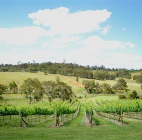 Oceanview Estate Vineyard Cottages Ocean View Buitenkant foto